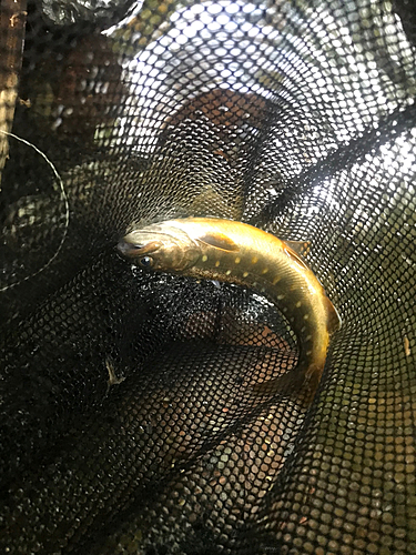 イワナの釣果