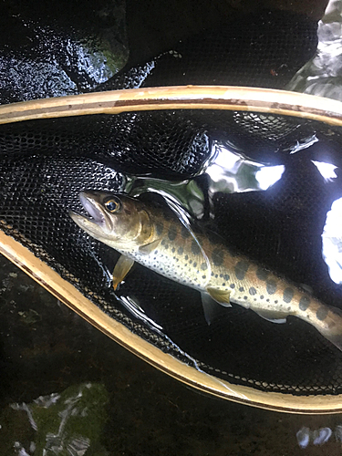 イワナの釣果