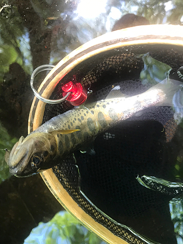 イワナの釣果