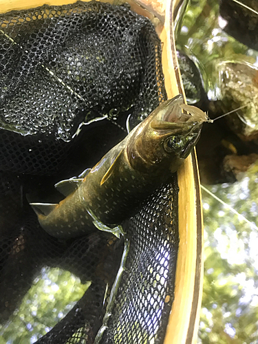 イワナの釣果