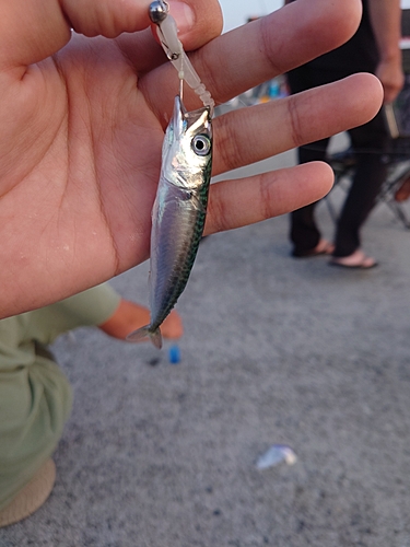 サバの釣果