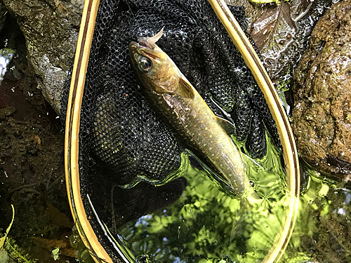 イワナの釣果