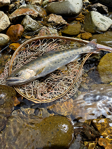 ヤマメの釣果