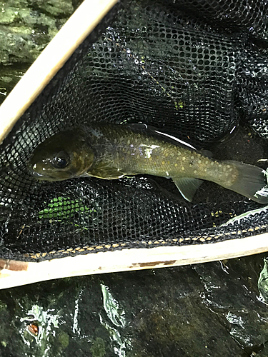 イワナの釣果