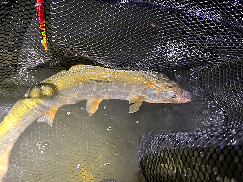 ウグイの釣果