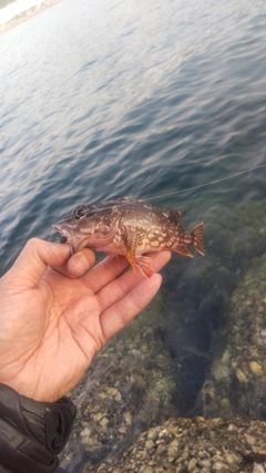 カサゴの釣果