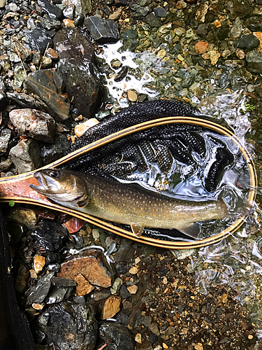 イワナの釣果