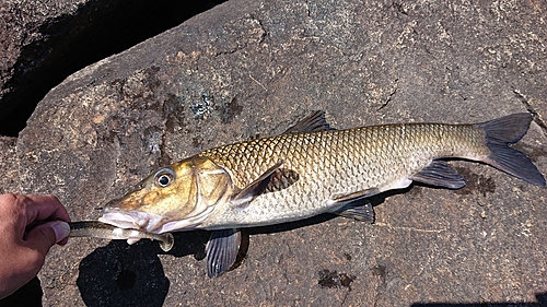 ニゴイの釣果