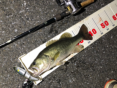 ブラックバスの釣果