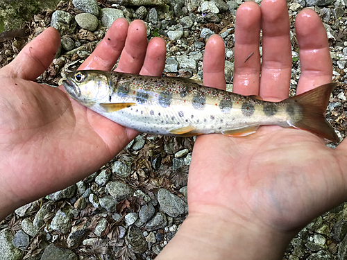 アマゴの釣果