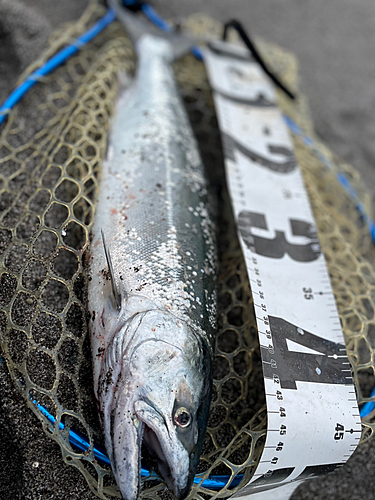 サクラマスの釣果