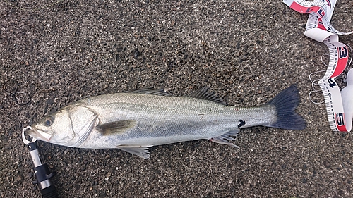 スズキの釣果