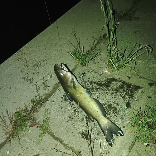 アメリカナマズの釣果