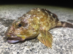 カサゴの釣果