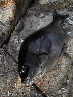 オナガグレの釣果