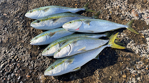 ハマチの釣果