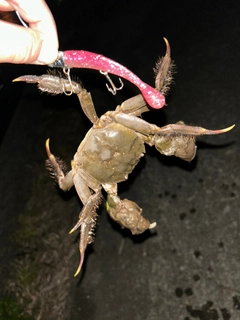 モクズガニの釣果