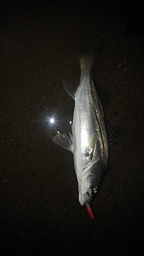 フッコ（マルスズキ）の釣果