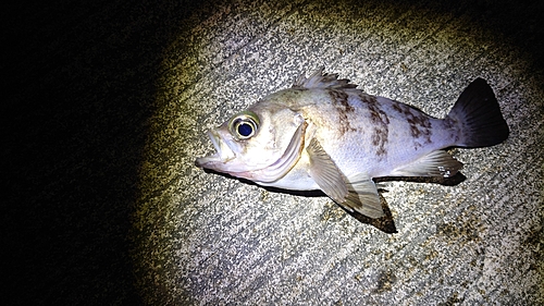 シロメバルの釣果