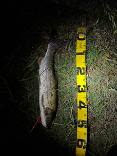 マルタウグイの釣果