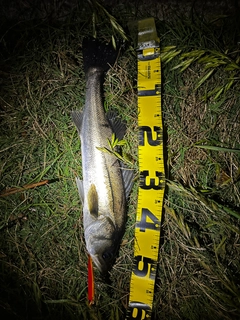 シーバスの釣果