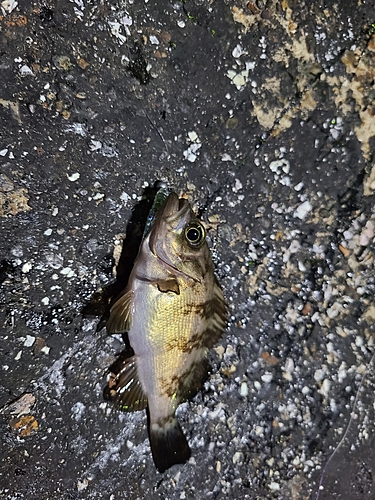 メバルの釣果