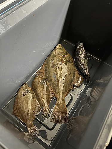 カレイの釣果