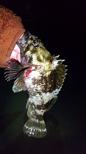 ムラソイの釣果