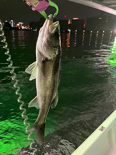 シーバスの釣果