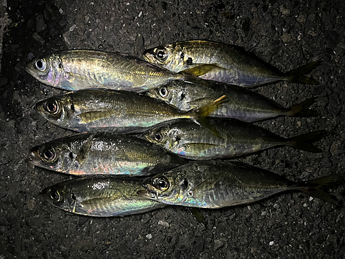 アジの釣果