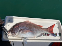 タイの釣果