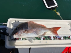 タイの釣果