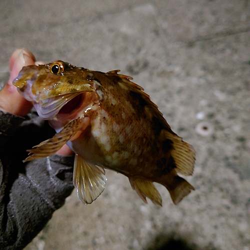 カサゴの釣果