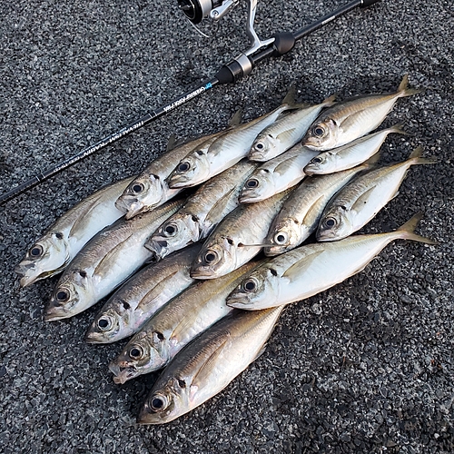 アジの釣果