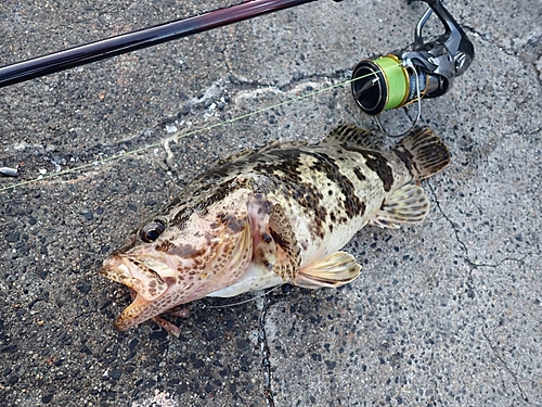 タケノコメバルの釣果