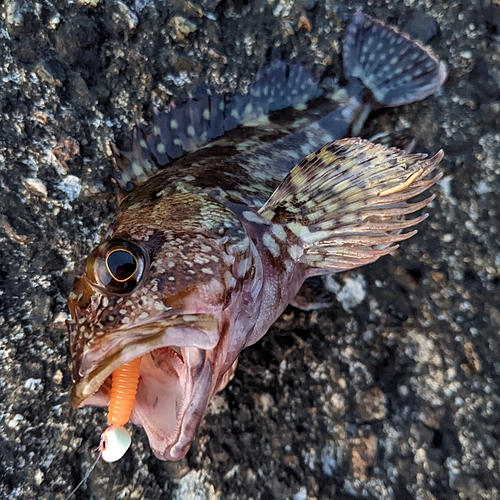 カサゴの釣果