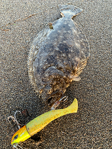 ソゲの釣果