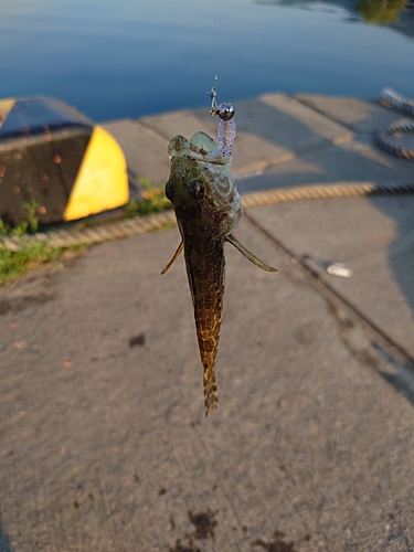 ハゼの釣果