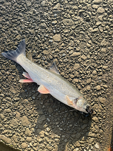 ウグイの釣果