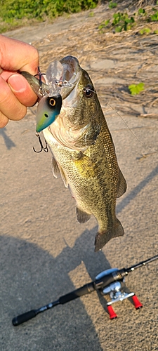 ブラックバスの釣果