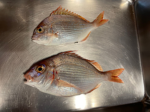 チダイの釣果