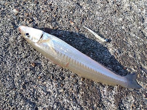 キスの釣果