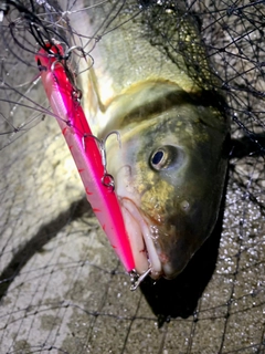 マルタウグイの釣果