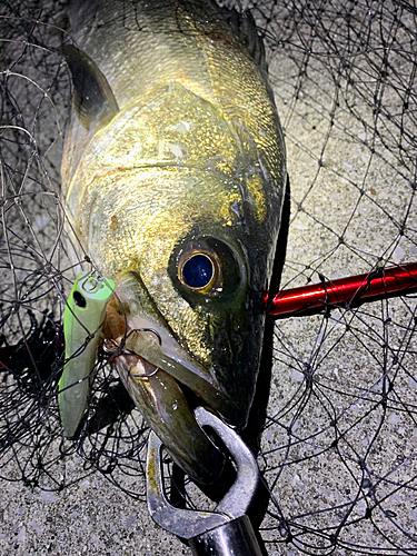 シーバスの釣果