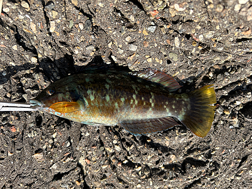 アカササノハベラの釣果