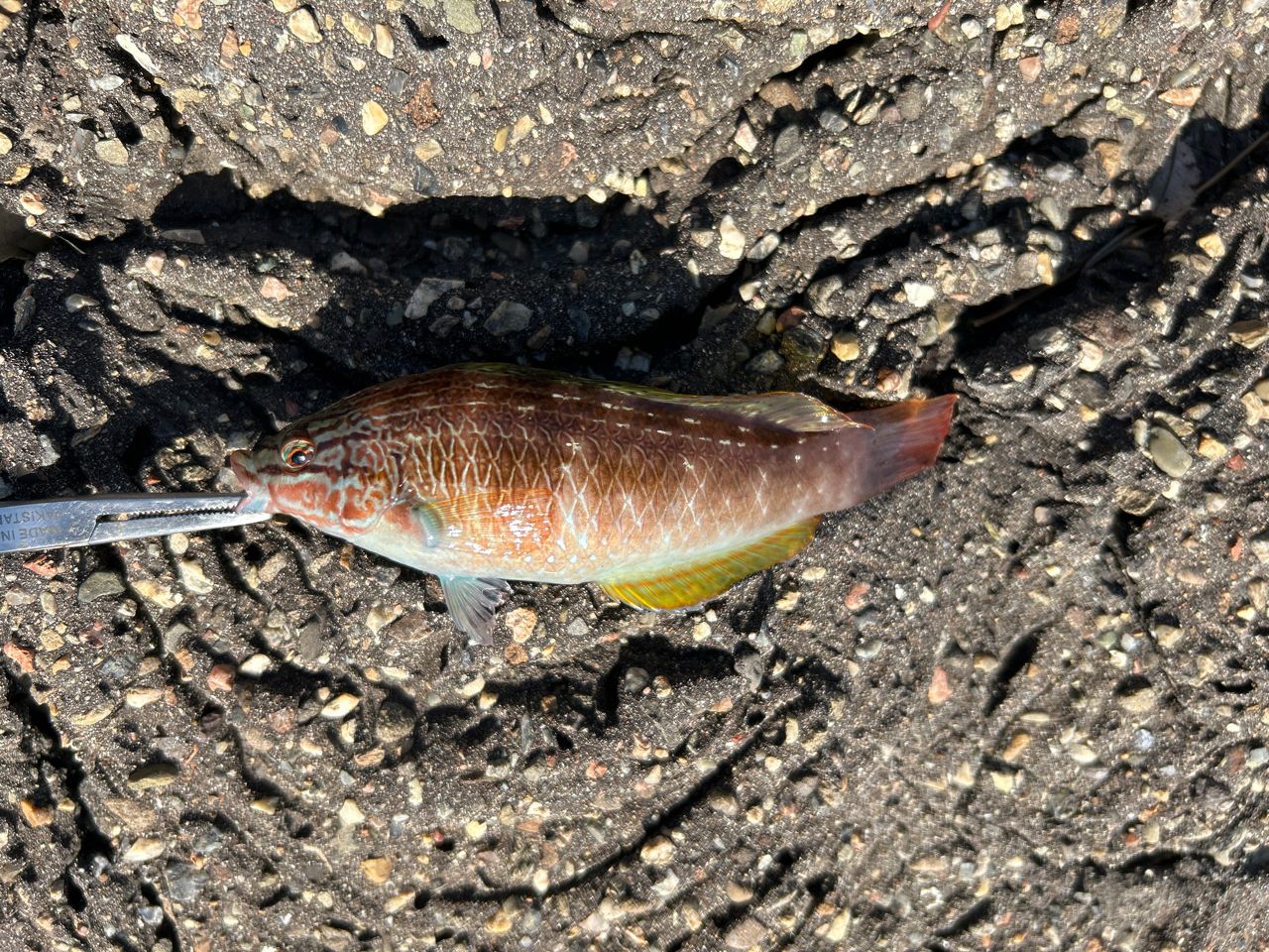 アカササノハベラ