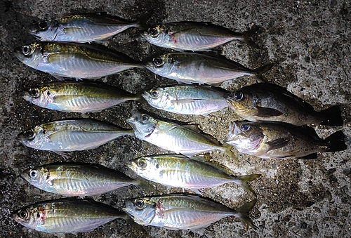 アジの釣果