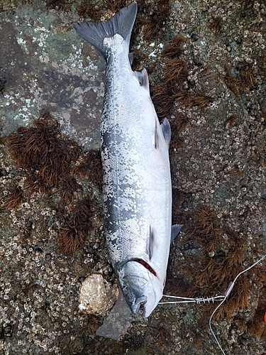 サクラマスの釣果