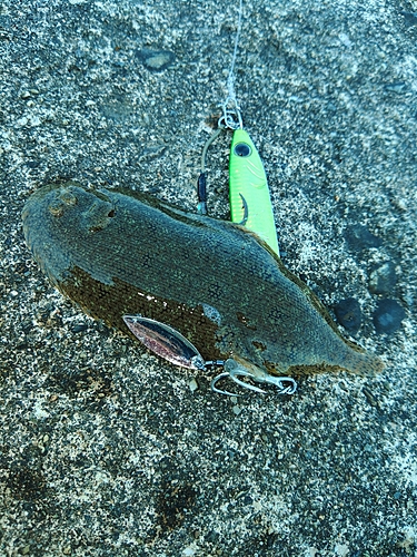 シタビラメの釣果