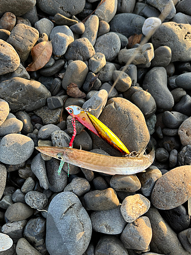 カマスの釣果